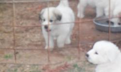 Great Pyrenees purebred puppies, weaned and ready to go. White and Wolf Marked, 2 males and 4 females. Parents on premises.