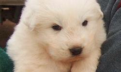 Great Pyrenees puppies. Bonded with livestock and ready to go.