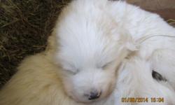 Great Pyrenees male pup. Parents on site. All vaccinations and deworming UTD.&nbsp; Also have 3 Great Pyrenees/Golden Retreiver mix registered pups. Call -- if interested.