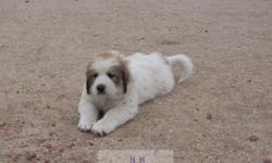 This puppy is a hugh boy and has started training as livestock guardian with exposure to poultry & cattle. The pitures are of the puppy available and he is ready to go to his new home. Pure Great Pyrenees puppies from working parents on a ranch guarding