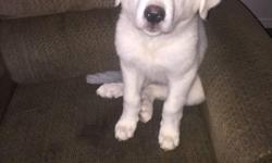 Full blood Great Pyrenees puppy. Female. Pure white. I'm looking to rehome her as soon as possible. She's very good with my kids and my cat. If you need anymore information feel free to text me anytime! 405-332-3907! Thank you!