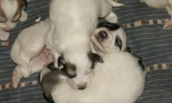 10 Purebred beautiful Great Pyrenees puppies, white with badger markings. Born 12/24/2010...will be ready for thier forever homes around Valentines Day 2/14/2011. Both parents are on the premises. Dad is a well trained goat dog and mom is more a people