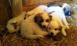 5 great pyrenees puppies available will be ready november 14th. Will have been dewormed several times and have first shots. Parents on site and working dogs.
Email: marleybean1@yahoo.com or text 561-688-3565&nbsp;