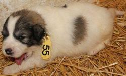 Great Pyrenees Puppies - DOB: 6/9/14 - 3 Females and 2 Males Available. $250 Each White with Badger Markings. AKC Registered eligible for UKC and International registry. Raised with Tortoises, goats, chickens, Alpacas, Miniature donkey. Shipping Ok.