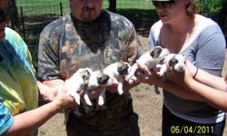 These are livestock guardian dogs. Very good natured. Will guard about anything you put with them. Have 1 male pup left. Contact Susan or Curtis at 405 527-0269. or you can email me at curtis.fou050@gmail.com. 7-28-2011