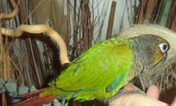 Green Cheek Conure for sale in Trussville, Al., hand fed, tame, just weaned, $150, 205-903-4607