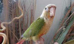 Green Cheek Conures for sale in Trussville, Al., hand fed, just weaned, &nbsp;normal green cheek conures&nbsp;&nbsp;$150ea - cinnamon green cheek conures $250ea, 205-903-4607