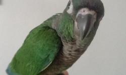 Hand fed, just weaned, Green Cheeked Conures for sale in Trussville, Al., $150ea, 205-903-4607