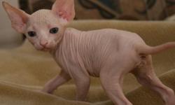 we have a male and two females adorable sphynx kittens.they are ready to go to very good homes with a very low adoption price.they will be going with all papers and accessories.they are also good with kids.contact me for more info via text or email