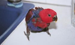 Two hand fed Female S.I. Eclectus for sale by breeder. These birds will make wonderful life long pets. I am a breeder and not a pet store. Please call Samuel at 603-204-7060.