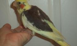 Hand fed cockatiels $60 - $75ea, located in Trussville, Al. 205-903-4607