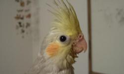 Hand fed cockatiels for sale in Trussville, Alabama, wings clipped, nails clipped, young cockatiels, just weaned, lutino $60ea, grey $60ea, yellow faced cinnamon $75ea, --
