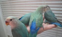 hand fed lovebirds for sale in Trussville, Alabama, just weaned, $60ea, 205-903-4607