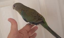 Male red rump parrots, hand fed, tame, just weaned, $125, 205-903-4607