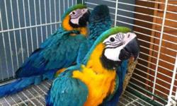 We specialize in hand rearing cuddly Blue & Gold Macaws.Our babies adapt to most environment and come along with all the paper work and money backed guarantee. Contact us now!They do tend to expose their love to many people and will be shy with strangers