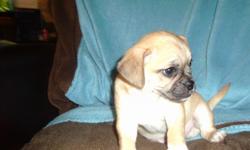 chiweannie mix puppies aprox 16 lbs or under at adult weight .Perfect for kids and apartments.love bugs will be 8ks old oct 29th .eating puppy chow possibly ready sat.will be dewormed this week .mom is small chiweannie dad is pug..very playfull small