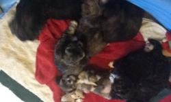 Darling, non-shed males. &nbsp;there is a light chocolate, a black with white feet curly coat, and a Havannah brown brindle.
Email me at pegshavanese@aol.com for pictures. 814-572-3233.
These puppies are AKC . &nbsp;this is pet home price. &nbsp;puppies