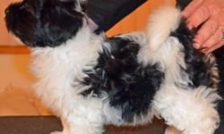 GORGEOUS HAVANESE PUPPIES.&nbsp; Just 1 puppy left.&nbsp;He is a Black & White Parti&nbsp;boy.&nbsp; Beautiful face, head, and coat. Perfect topline, front, and rear. Nice earset and tailset. A great breed for&nbsp;those with allergys or asthma.