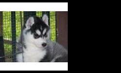 We are a state licensed kennel. We breed for quality, not quantity.
Puppies are socialized from the time they are born. Puppies are only sold to
loving homes! The breeder of four of the stars from the Walt Disney movie
Eight Below!
You can text me on --