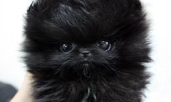 Healthy Teacup pomeranian puppies for Adoption!.Note: Email us directly ( lonna.tyrrell@yahoo.com ) for more information and Recent Pictures OR Text us your email @ () -