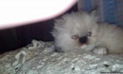 10 week old female himalayan kitten for sale to loving home. She has been raised in my home and is very lovable.