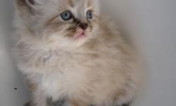 -8 Weeks old
-mom is a seal point Himalayan, dad is a cream point Himalayan
-Mommies first litter!
-Call 585-567-2822, leave a mess. if no answer and I will return your call promptly
-All kittens are vet checked and all necessary shots will be given upon