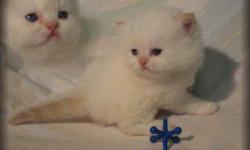 CFA registered Himalayan kittens Flame Lynx Point male $400 pet price. He's 3 1/2 weeks old at the time this ad was posted. He will be ready for his new home at 9 weeks old on 2/19/11 What a doll baby he is. His litter will be vet checked before leaving