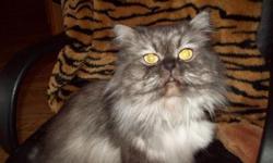HIMALAYAN MALE SEAL POINT CAT&nbsp;&nbsp; , HE&nbsp; IS VERY LAID BACK AND EASY GOING, HE DOES HAVE CFA PAPERS WITH BREEDING RIGHTS.