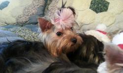 HO HO HO stocking stuffers yorkie puppies 4/12 mo old a.k.c females and males small size silver and blonde gorgioues all shots and wormed $550.00 and up cash only call --.....