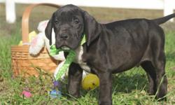 Home-Breathed Great dane for Sale
Home-breathed Great dane puppies for a caring and loving home. They are very playful and can make a good company at home. All registration documents are available. they are vet-checked and are suitable for all homes