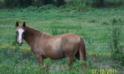 Roan Stud/need working with/not broke
Saddle Gait