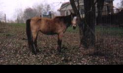 Have palomino mare&2 pal.stallions.Buchskin mare$500,stallion$300&foal$300.Reg.Bl.&wh.overo stallion$800.Pinto pony stallion$300.pal.pony mare$300.2 13.3 Hand jenny donkeys&38in.donkey.Mule colt&spotted donkey$300ea..Prices start at$300 Trade for hay,farm