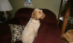 Spinoni Italiano
Female
Orange/white
Housebroke
Crate Trained
4 Month's old
Please call 989-390-0716
Thank You&nbsp;