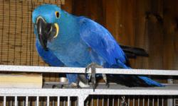 Beautyful 8 year old Hyathcin Macaw,sex not known.Very friendly comes with cage,Must sell.Serious enquires only.