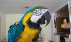 llove to give bird a love home ike to buy a b&g macaw or cocaktoo--AS LAW AS YOU CAN GO I AM ON SS ---also selling a TOSHIBA LAPTOP $400---sale or trade MOVADO watch JUST $325 paid $900-----like ne ladies or mencall michael in parsippany new jersey home