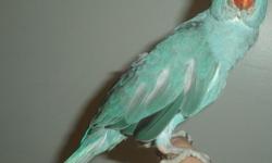 Blue Indian Ringneck Parakeet for sale in Trussville, Al., Hand fed, weaned,&nbsp;$300, 205-903-4607