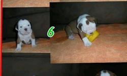 REGESTERED OLDE ENGLISH BULLDOGGE PUPPIES...born 6/17/2014...4 femaile, 3 males....first shots and dewormed...assorted colors tris too...adorible...looking for their new forever homes...to see them is to love them.....