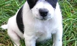 Papered Jack Russell male, gorgeous, nice conformation! Comes up to date on all vaccinations, deworming. Very quality!!