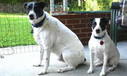 Two mixed-breed 6-year-old male dogs are in need of a new permanent loving home. Both dogs are neutered and up to date on shots. Since they have been raised together since puppies, we would prefer to keep them together.
Peabody is a Jack Russell /