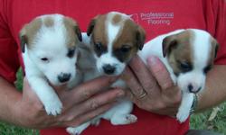 CKC Registered Jack Russell puppies. 6 weeks old, tails docked and dew claws removed. First shots & and dewormed. Dam & Sire on premises. Located in Stanly County 704-985-3809 or 704-438-3438