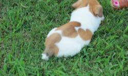 Jack Russell Terrier puppy, white with brown markings, one marking appears similar to a heart shape, small with smooth coat, tail docked, parents on site.&nbsp; Shots and worming up to date. We are one hour east of Raleigh. Call for more pictures or video
