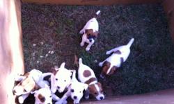 Jack Russell Terrier Pups.
Reg....s/w......males and females.
Parents on site.....from working lines......bred for sport and confirmation.