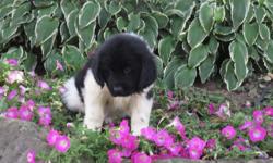 Ciao! I'm Jackie, the endearing, black and white female AKC Newfoundland! I was born on June 6, 2016!&nbsp;I'll come with shots and worming to date. You know I wish I could find that one family who will love, care for me always and who will never leave