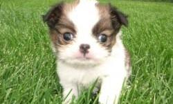 The Japanese Chin is a charming, lively, and happy animal. Pleasant, loving and intelligent. Affectionate and extremely devoted to its master. They are good with other dogs and pets. The Japanese Chin has a mind of its own and likes to be the center of