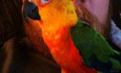 Jenday Conure for sale. Hatched Jan 21 2010. Cage, toys, and any supplies included.