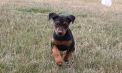 Jewel is an black and tan&nbsp;Rottweiler&nbsp;female and she will fill your home with happiness. She was born on May 29, 2016. She just can't wait to be part of your loving and caring family. She is great around kids and other animals. They are asking