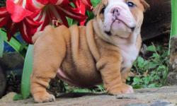 Kc Registered Red And White English Bulldog For Sale Through No Fault Of Her Own!text at () -