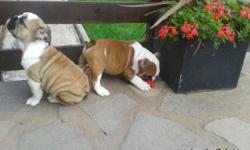 HI WE HAVE A LITTER OF KC REG RED/WHITE BOYS AND GIRLS ENGLISH BULLDOG PUPPIES FOR SALE THEY HAVE BEEN BOUGHT UP WITH CHILDREN AND OTHER DOGS THEY ARE 8 WEEKS OLD AND
NOW READY FOR THERE NEW HOMES THEY WILL COME WITH A PUPPY PACK AND FREE 4 WEEKS FREE