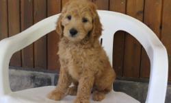 Ellos ya'll! I'm Kendra, the delightful female F1 Goldendoodle. I'm full of happiness, love and can't get enough attention. I was born on June 9, 2016, my mom is 56 lbs and dad is 60 lbs. They are asking $799.00 for me.&nbsp;I'll come with shots and