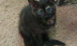 Litter of three kittens available for adoption.&nbsp; Kittens Born on April 19th. One all black male medium length hair, a black with daps of brown female with a fluffy texture to the coat, and a stripped tabby female. All cats have green eyes, slender